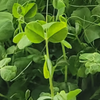 Peas (2oz)